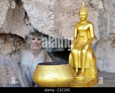 Monkey in Thai Buddha temple. Focus on ape`s eye Stock Photo